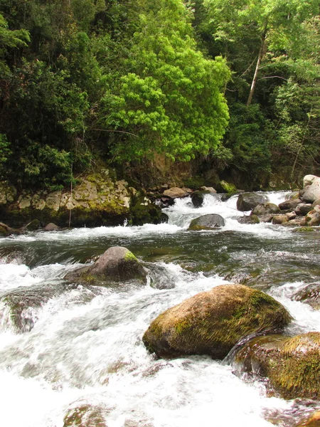 Naturaleza Araucanía Chile Río Bosque — Foto de Stock