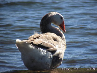 Suda Kuğu, Lago Villarica, Araucania, Şili 