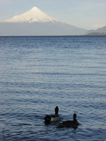 帕托斯 Lago Llanquihue — 图库照片