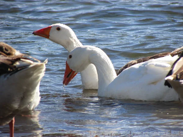 Swan Water Lago Villarica Araucania Chile — Stock Photo, Image