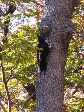 Carpintero Negro, Campephilus Macellanicus. Macellan ağaçkakanı. Güney Amerika 'nın yerli kuşları..