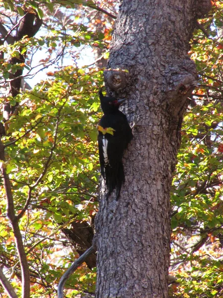 Carpintero Negro, Campephilus Macellanicus. Macellan ağaçkakanı. Güney Amerika 'nın yerli kuşları..