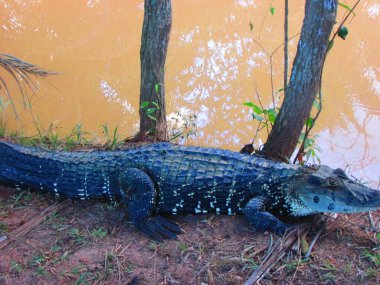 Cocodrile (timsah ara türü) hayvanlar ve amazonlar, Pucallpa, Peru