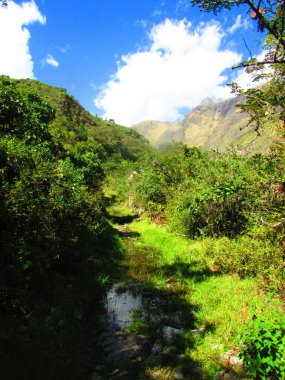 Cusco Ormanı, Peru 'daki doğa ve harabeler. seyahat phorto