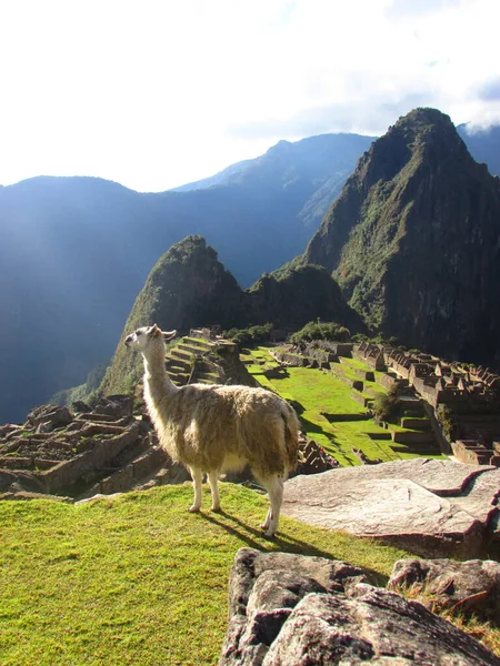 Alpaca Chulucanas Cusco Perú — Foto de Stock