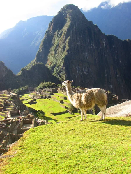Alpaca Machu Picchu Cusco Peru — Stockfoto