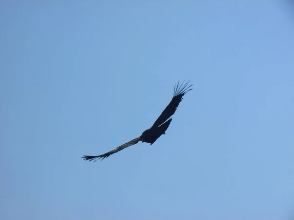 Condor Vultur Gryphus Andes Mountains Peru — Stock Photo, Image