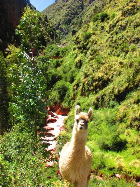 Alpaca Natureza Rio Vermelho Rojo Cusco Peru — Fotografia de Stock