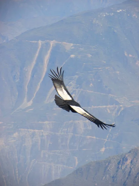 Cóndor Cañón Del Colca Arequipa Perú Fotografía Viaje — Foto de Stock