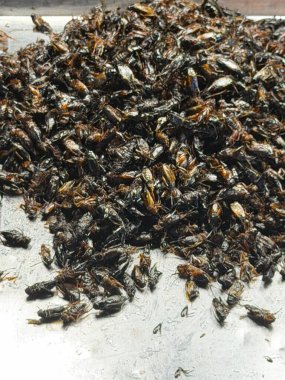 Metal bir tepside servis edilen, muhtemelen cırcır böcekleri olan, büyük, çıtır çıtır, yenilebilir böceklerin yakın plan çekimi. Birçok kültürde popüler egzotik bir sokak yemeği ya da atıştırmalığı..
