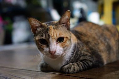 Ahşap bir masa üzerinde döşeme bir kedi