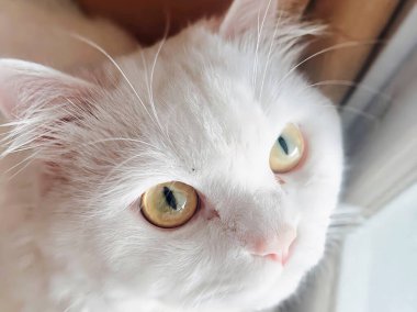 Pencereden dışarı bakan yeşil gözlü beyaz bir kedi.