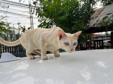 Arabanın üstünde yürüyen bir kedi.