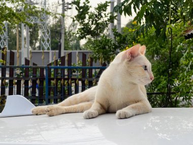 Arabanın üstünde oturan beyaz bir kedi.