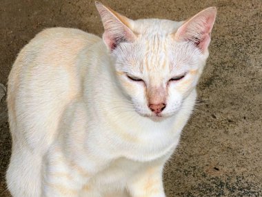 Sarı yüzlü beyaz bir kedi.