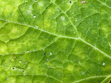 Bir yaprağın yakın çekiminin fotoğrafı.