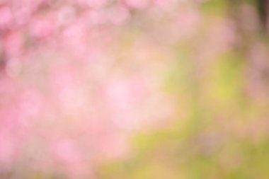 Kiraz çiçeği çiçek gelen bulanık pembe arka plan