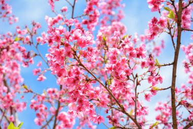 Mavi gökyüzü arka plan üzerinde çiçek açan çiçekler çok güzel pembe Sakura
