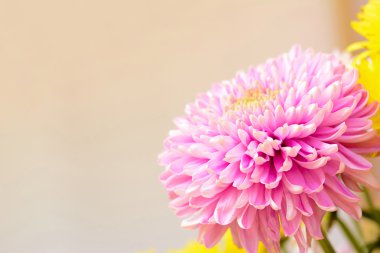 Pembe krizantem çiçeği - sınır tasarlamak