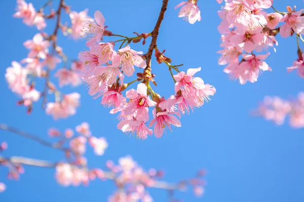 Schöne rosa Sakura Blume blüht auf blauem Himmel Hintergrund — Stockfoto