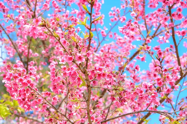 Krásné růžové Sakura rozkvetlé květy na pozadí modré oblohy — Stock fotografie