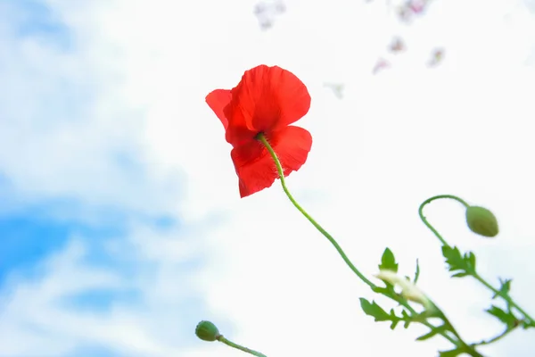 Blume aus rotem Mohn (Opium) — Stockfoto
