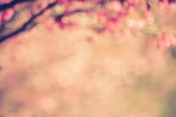 Verschwommener abstrakter Vintage-Hintergrund aus rosa Kirschblüte (sa — Stockfoto