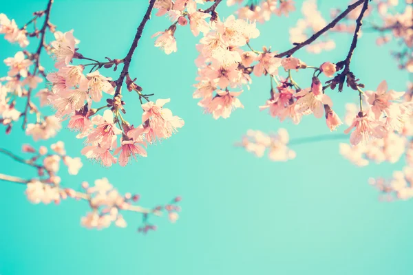 Pink Sakura flower blooming on blue sky background — Stock Photo, Image