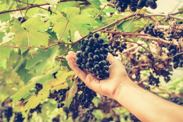 Hand picking grapes on the vine