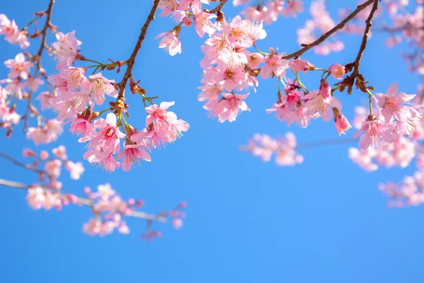 Schöne rosa Sakura Blumen blühen auf blauem Himmel Hintergrund — Stockfoto