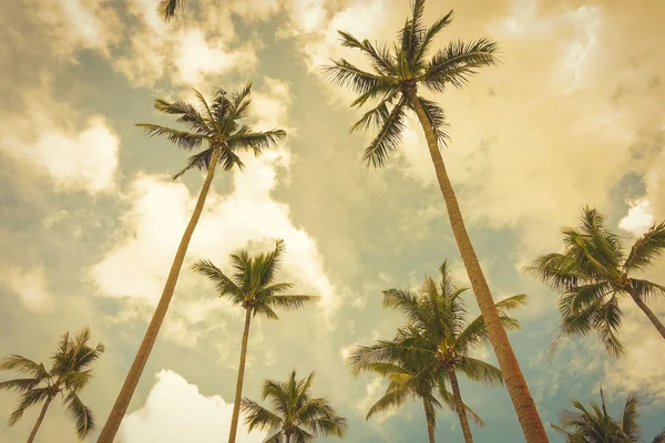 Árboles de coco en el fondo del cielo de verano, tono vintage —  Fotos de Stock