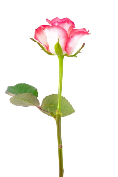美丽的单一白色粉色玫瑰 — 图库照片