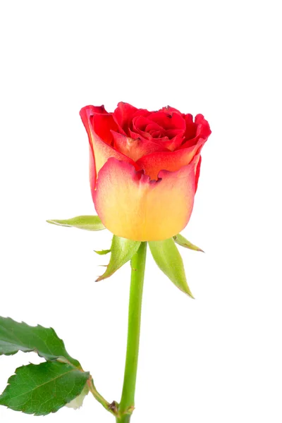 美丽一朵黄色红玫瑰 — 图库照片