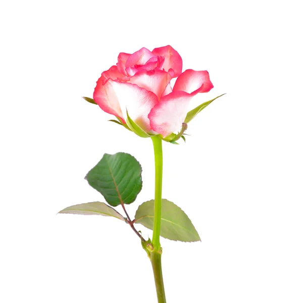 美丽的单一白色粉色玫瑰 — 图库照片