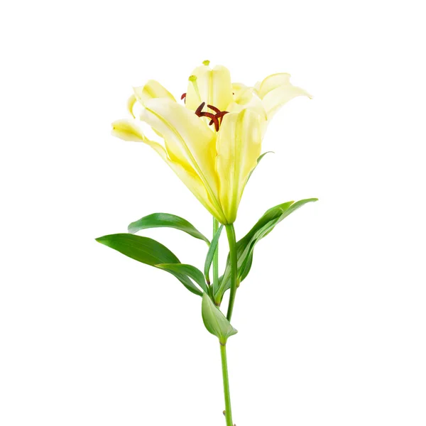 Beautiful soft yellow lily flowers — Stock Photo, Image