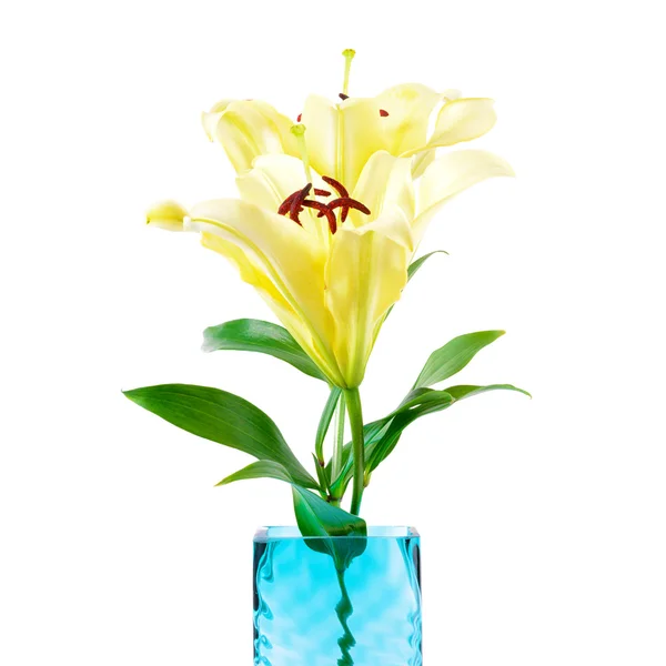 Puha, sárga liliom virágok — Stock Fotó