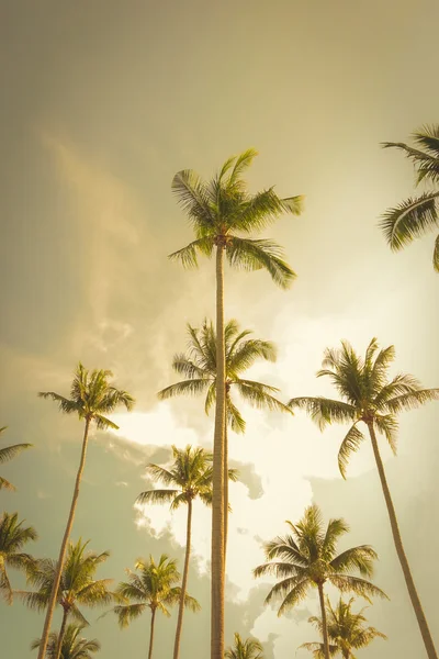 Kokospalmen in zomer hemelachtergrond, vintage Toon — Stockfoto