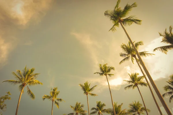 Kokospalmen in zomer hemelachtergrond, vintage Toon — Stockfoto