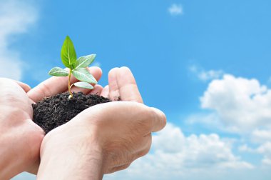 el ile toprak yeşil fide tutarak