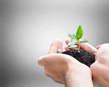 el ile toprak yeşil fide tutarak