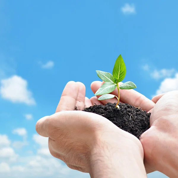 Mano sosteniendo plántulas verdes con tierra — Foto de Stock