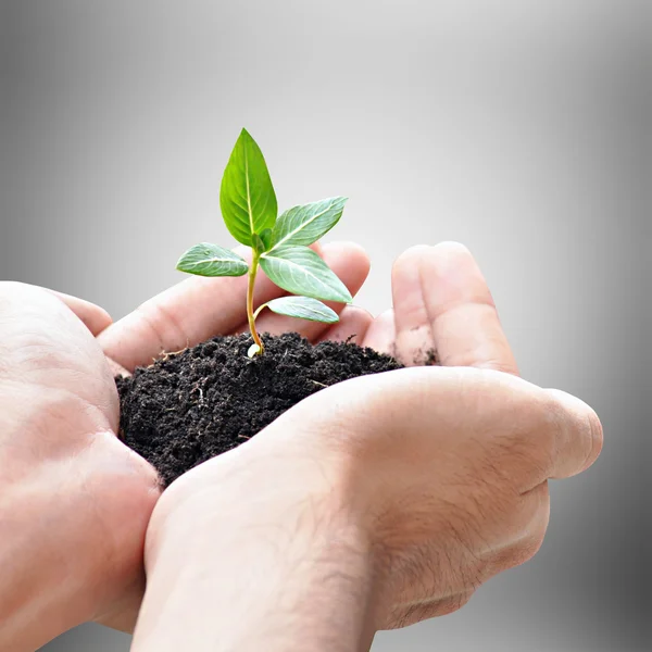 Hand holding green seedling with soil — Stock Photo, Image