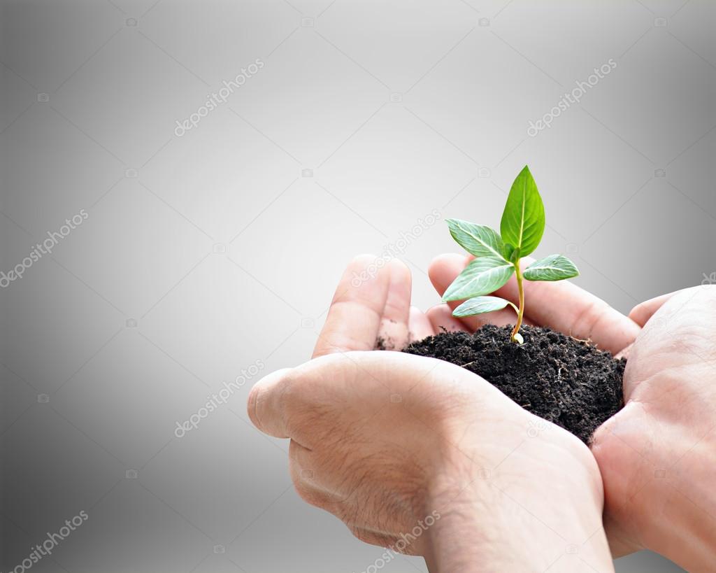 Hand holding green seedling with soil