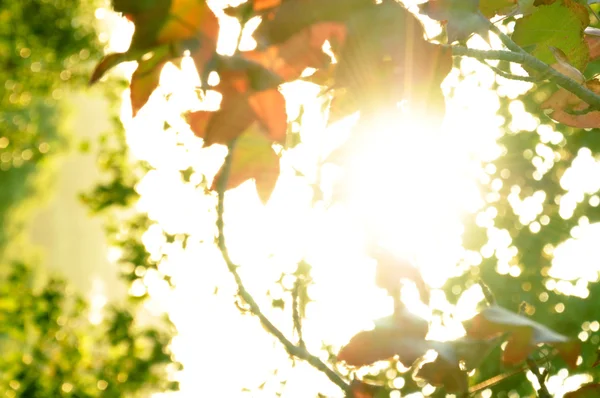 Luz del sol brillando a través de las hojas — Foto de Stock