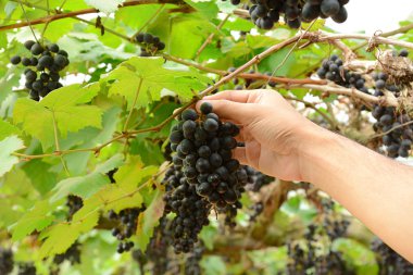 Asma üzüm toplama el