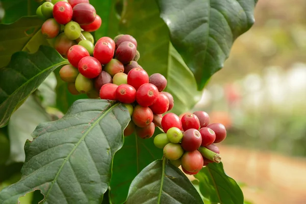 Verse koffiebonen op de tak van koffie boom — Stockfoto