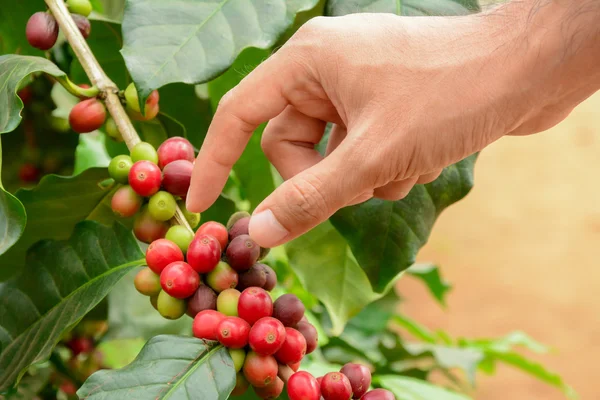 Recoger a mano granos de café rojo en el árbol de café — Foto de Stock