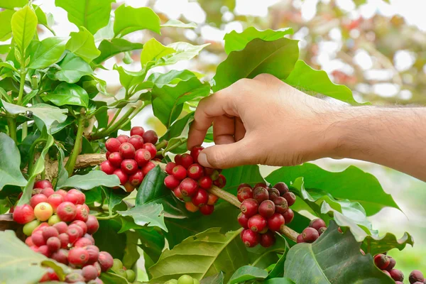 Hand picking red coffee beens on coffee tree — Stock Photo, Image