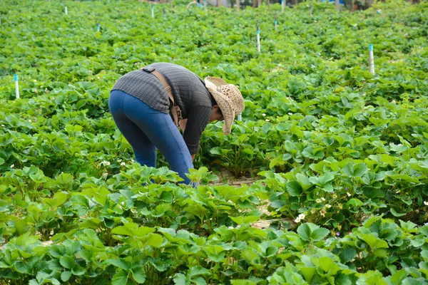 农民在草莓领域 — 图库照片