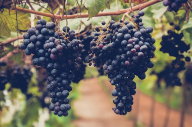 Üzüm kümeleri dalında, vintage sesi asılı